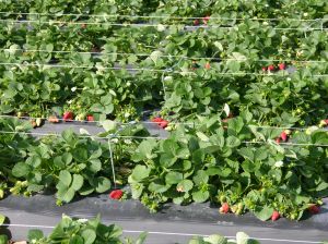 Strawberry fields in California used to use Midas Strawberry field